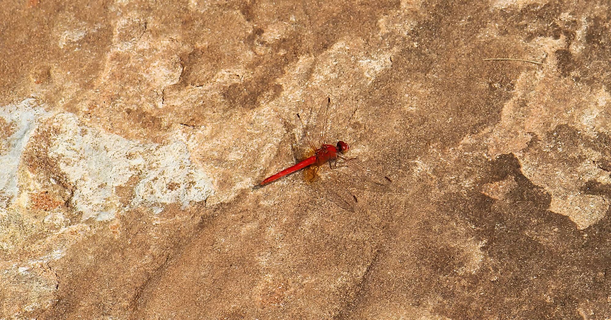 Scarlet Percher (Diplacodes haematodes), Finke Gorge National Park