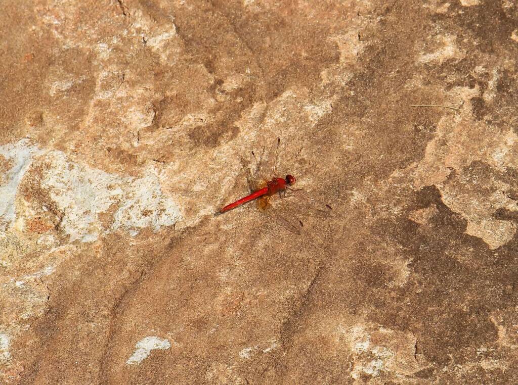 Scarlet Percher (Diplacodes haematodes), Finke Gorge National Park