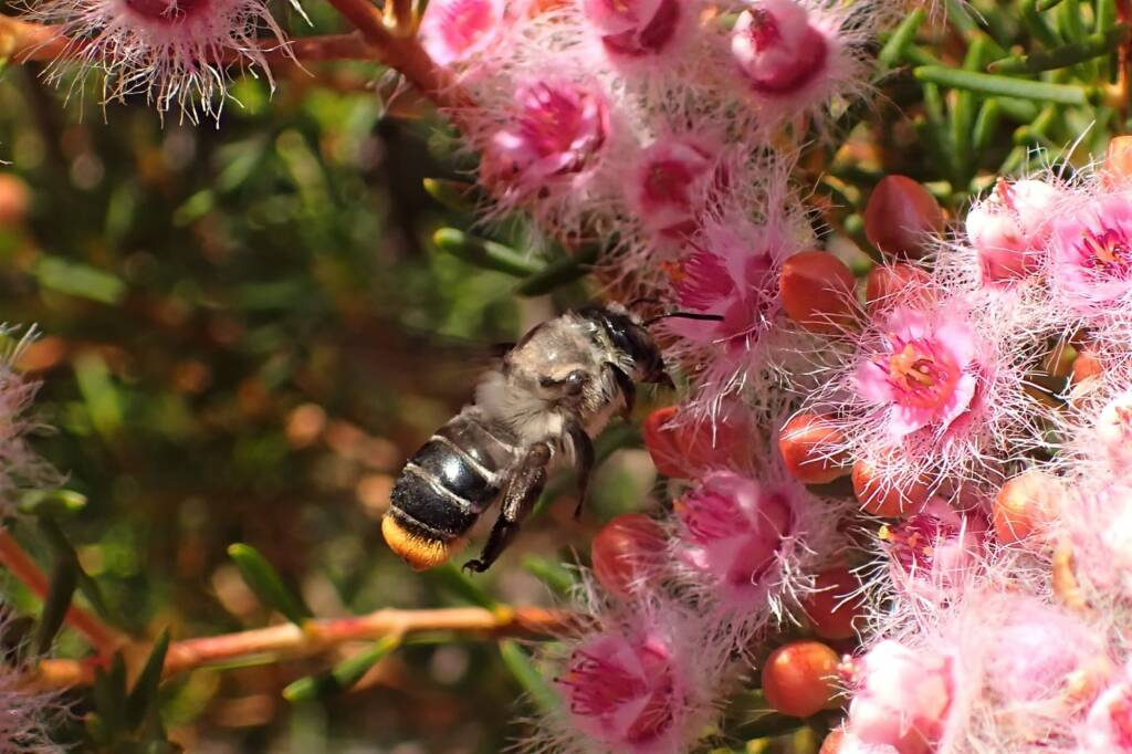 Stenotritidae (Ctenocolletes) albomarginatus, Midwest WA © Gary Taylor