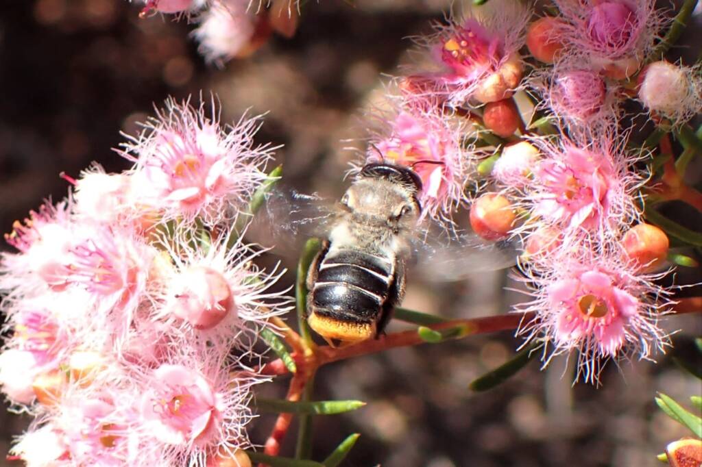 Stenotritidae (Ctenocolletes) albomarginatus, Midwest WA © Gary Taylor