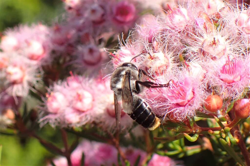 Stenotritidae (Ctenocolletes) albomarginatus, Midwest WA © Gary Taylor