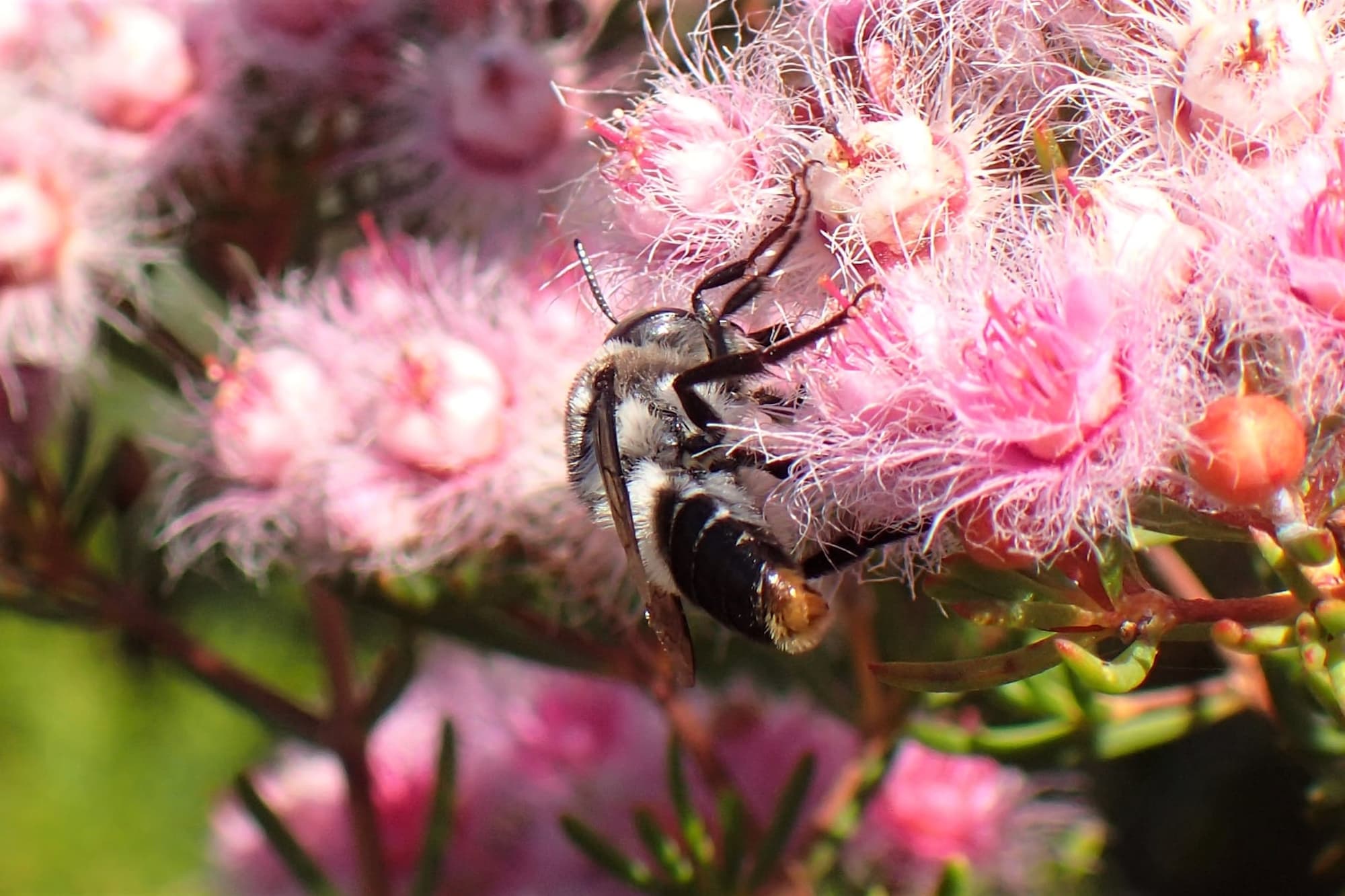 Stenotritidae (Ctenocolletes) albomarginatus, Midwest WA © Gary Taylor