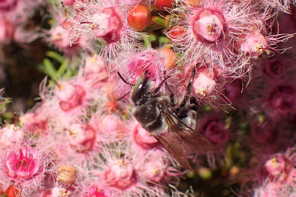 Stenotritidae (Ctenocolletes) albomarginatus, Midwest WA © Gary Taylor