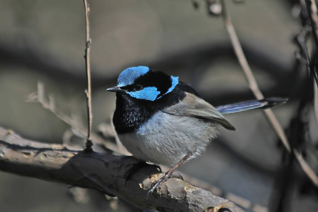 Male Superb Fairy-wren (Malurus cyaneus) in full plumage, Ballandean QLD © Marc Newman