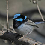 Male Superb Fairy-wren (Malurus cyaneus) in full plumage, Ballandean QLD © Marc Newman