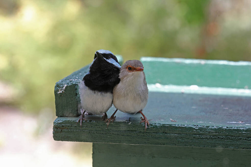 Superb Fairy-wrens (Malurus cyaneus), Ballandean QLD © Marc Newman