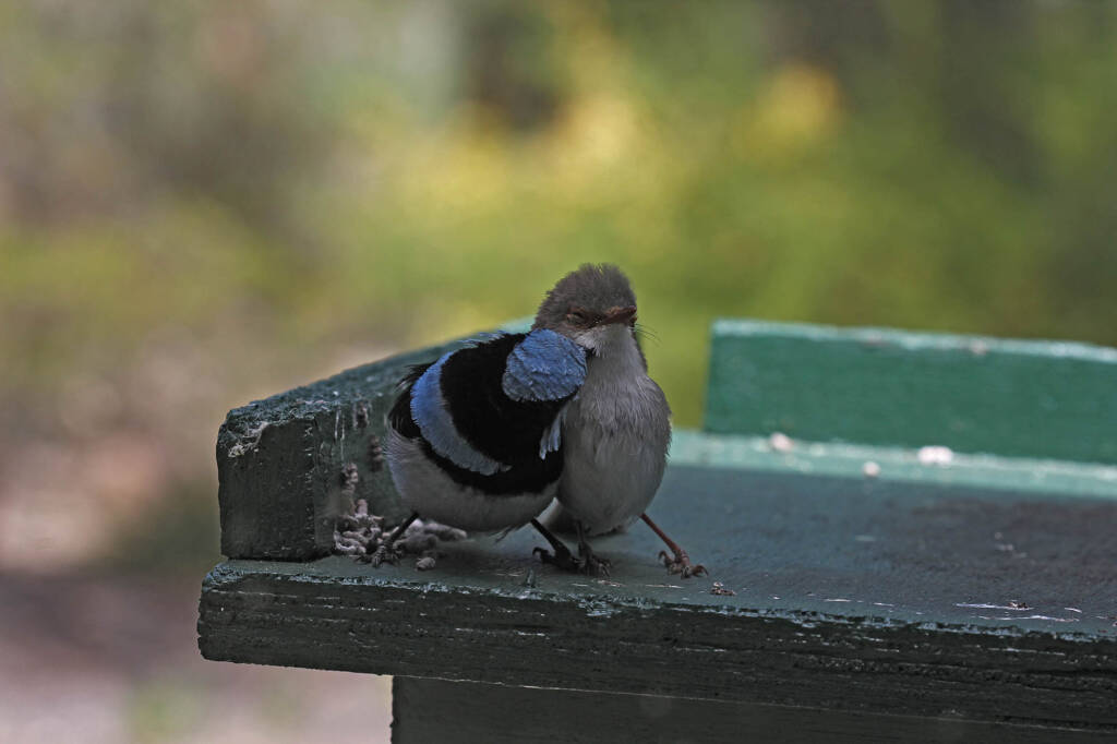 Superb Fairy-wrens (Malurus cyaneus), Ballandean QLD © Marc Newman
