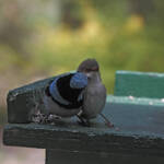 Superb Fairy-wrens (Malurus cyaneus), Ballandean QLD © Marc Newman