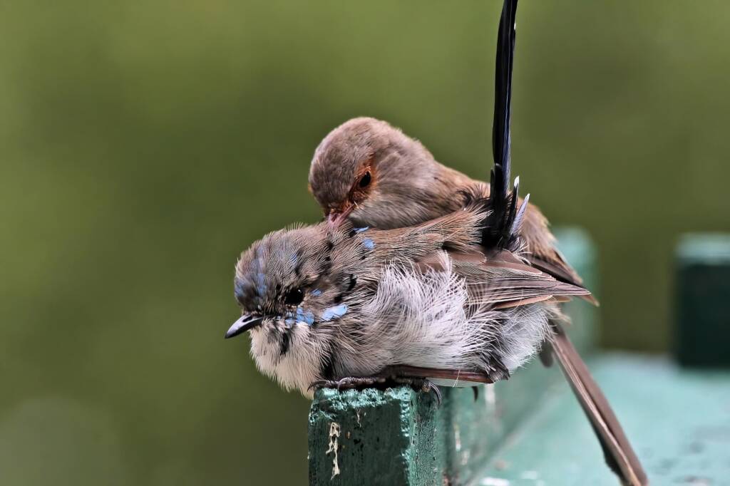 Male and female pair of Superb Fairy-wrens (Malurus cyaneus), Ballandean QLD © Marc Newman