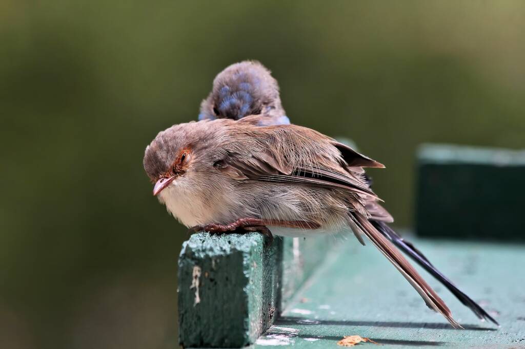 Female and male pair of Superb Fairy-wrens (Malurus cyaneus), Ballandean QLD © Marc Newman