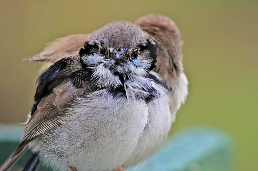 Male and female pair of Superb Fairy-wrens (Malurus cyaneus), Ballandean QLD © Marc Newman