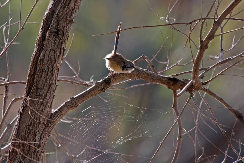 Young male Superb Fairy-wren (Malurus cyaneus) © Marc Newman