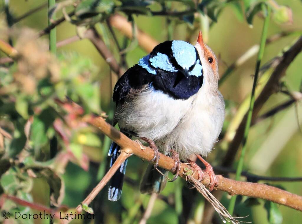 Male and female Superb Fairy-wrens (Malurus cyaneus) © Dorothy Latimer