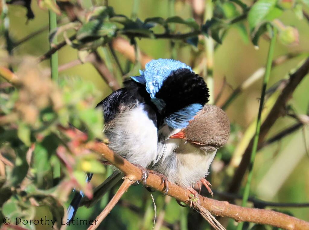 Male and female Superb Fairy-wrens (Malurus cyaneus) © Dorothy Latimer