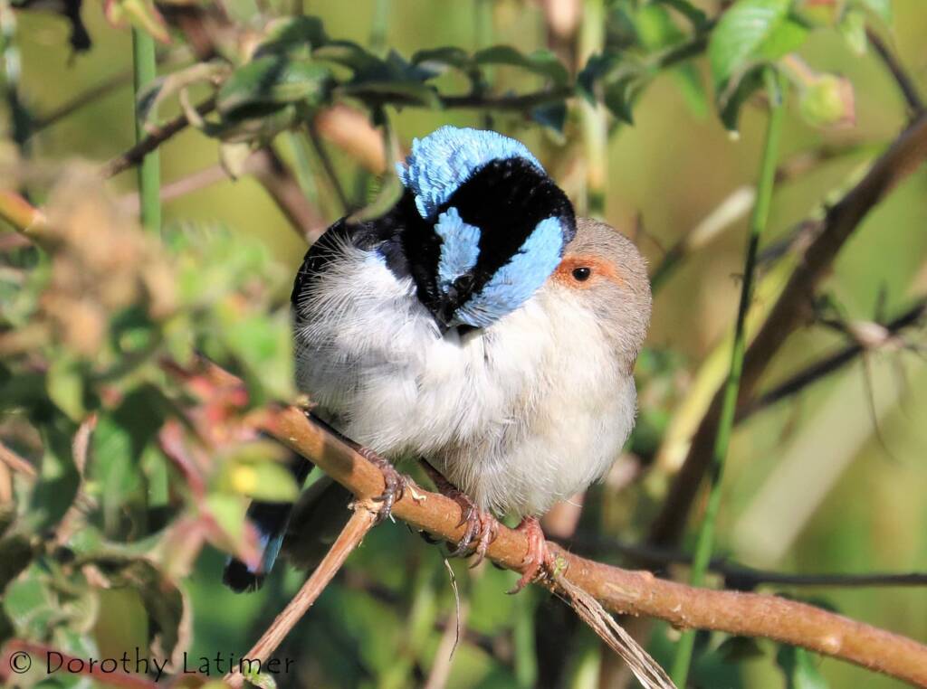 Male and female Superb Fairy-wrens (Malurus cyaneus) © Dorothy Latimer