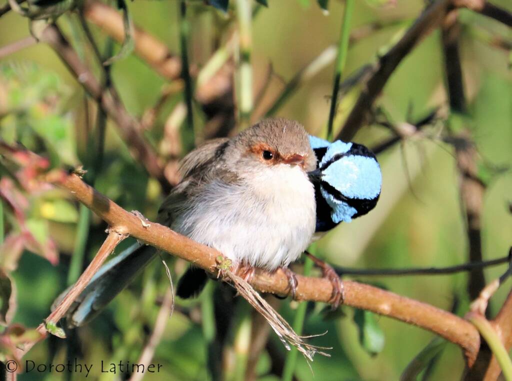 Male and female Superb Fairy-wrens (Malurus cyaneus) © Dorothy Latimer