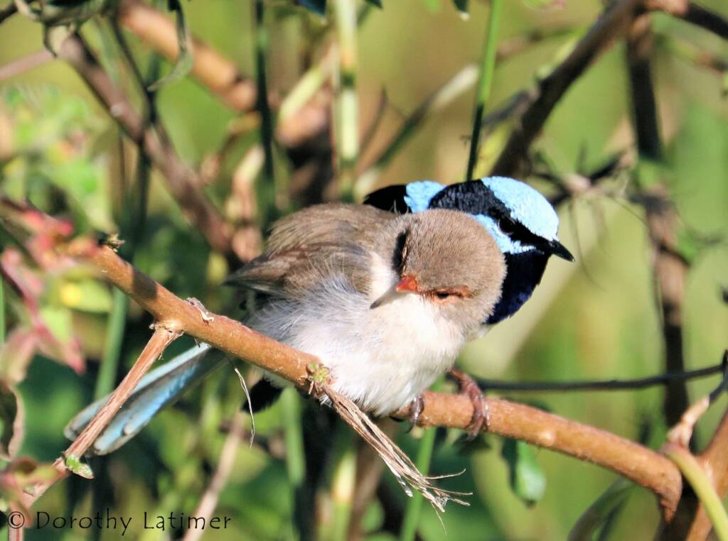 Male and female Superb Fairy-wrens (Malurus cyaneus) © Dorothy Latimer