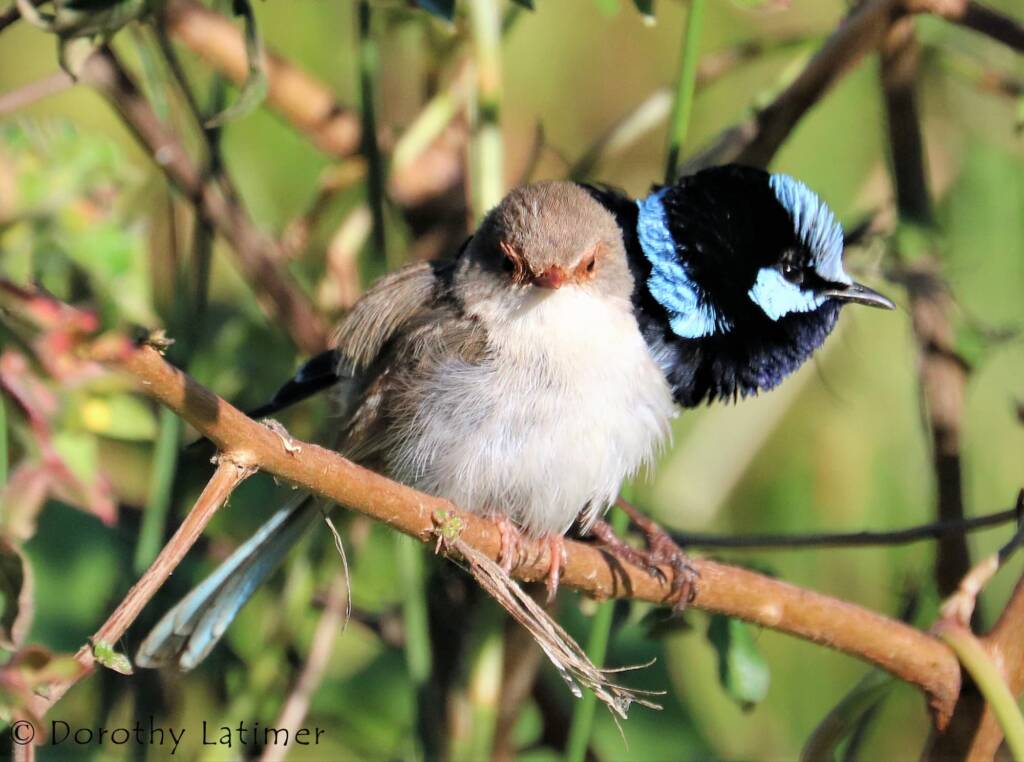 Male and female Superb Fairy-wrens (Malurus cyaneus) © Dorothy Latimer