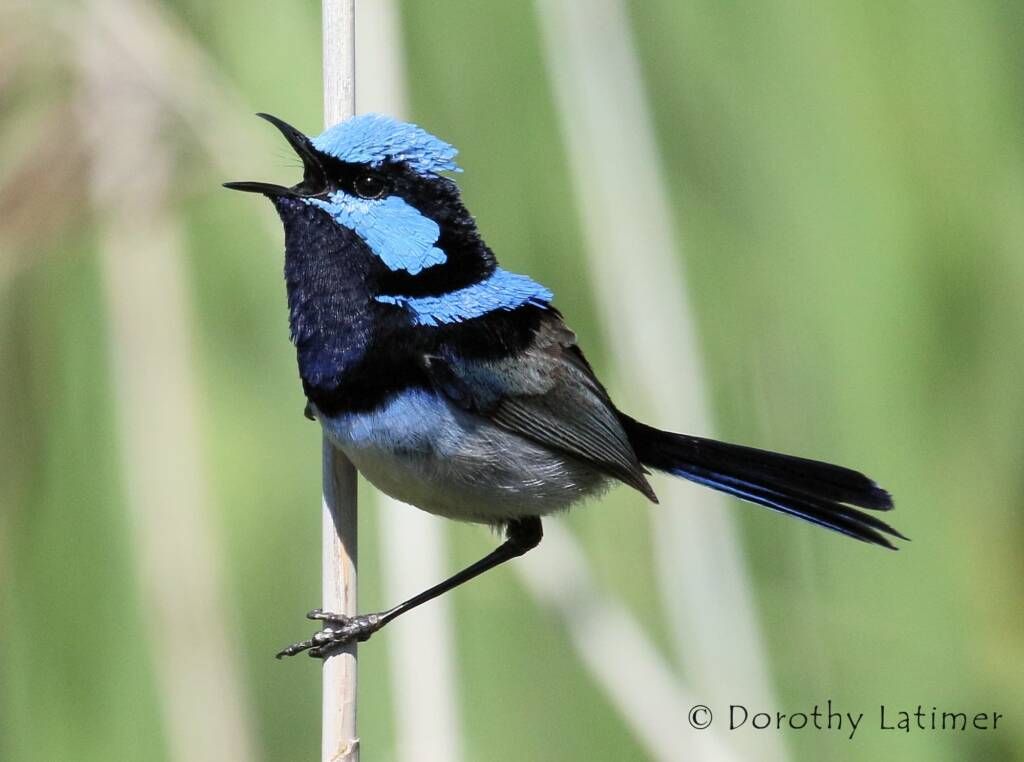 Superb Fairy-wren (Malurus cyaneus) © Dorothy Latimer