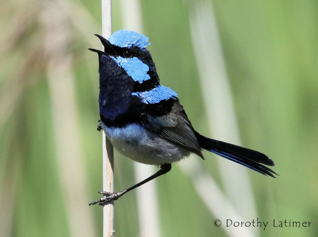 Superb Fairy-wren (Malurus cyaneus) © Dorothy Latimer