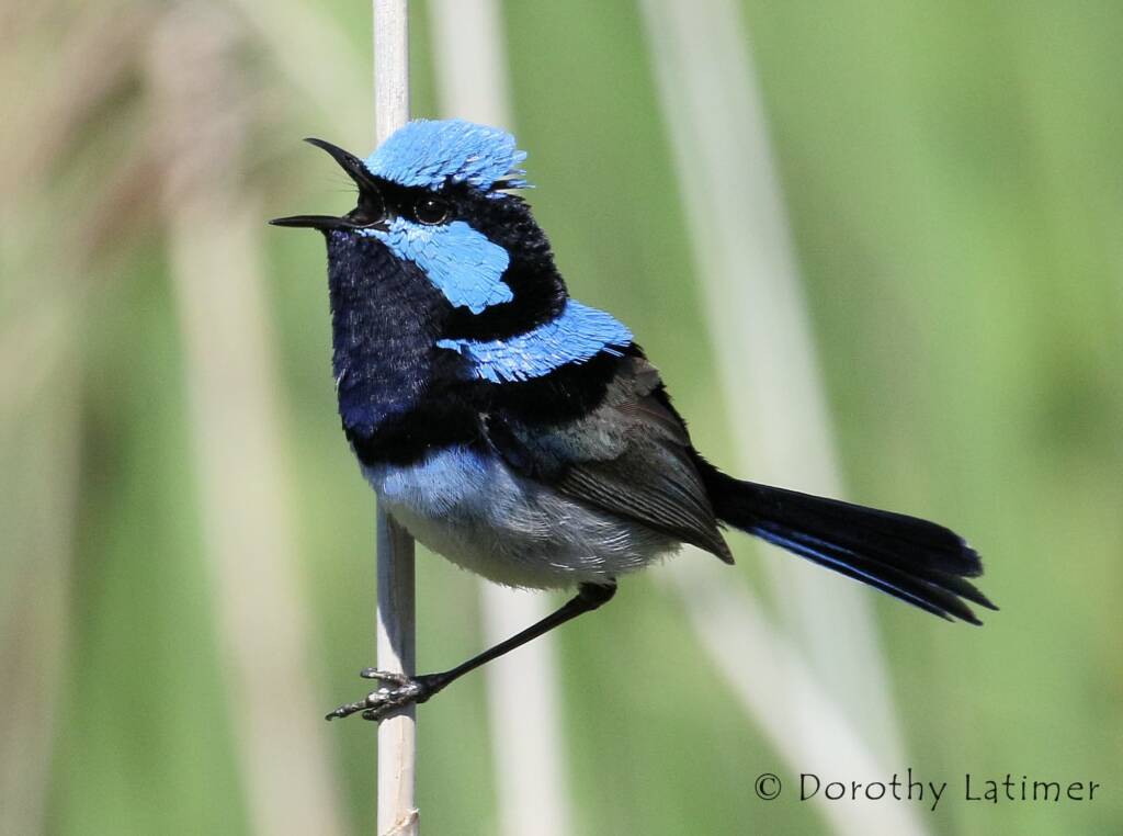 Superb Fairy-wren (Malurus cyaneus) © Dorothy Latimer