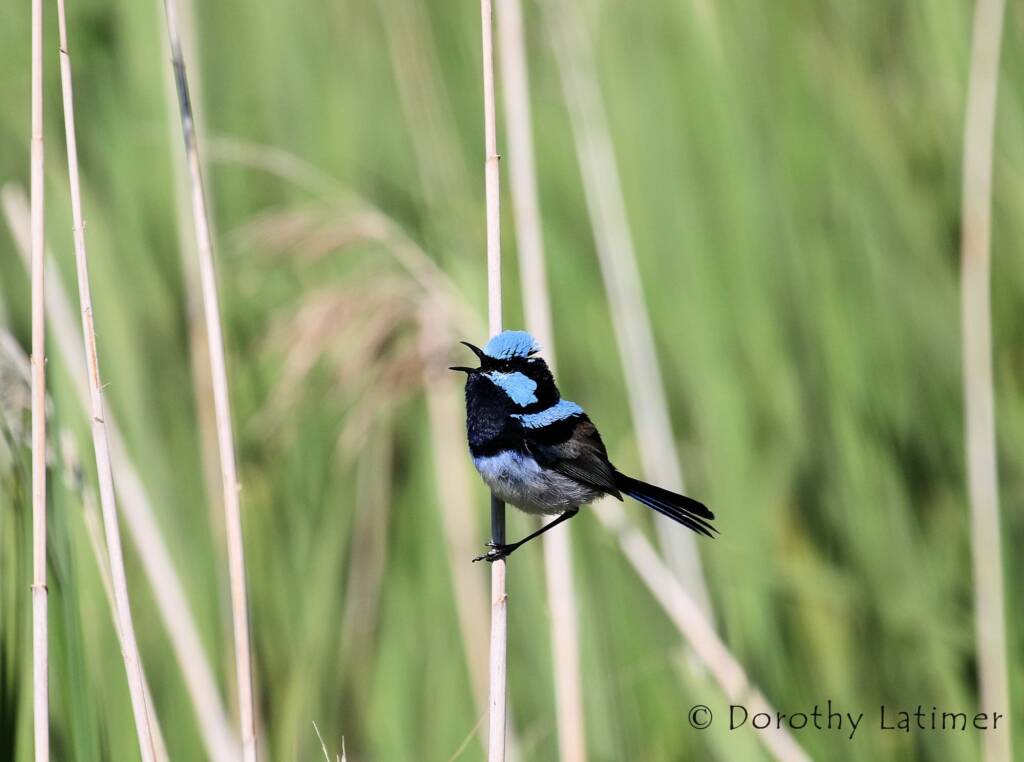 Superb Fairy-wren (Malurus cyaneus) © Dorothy Latimer