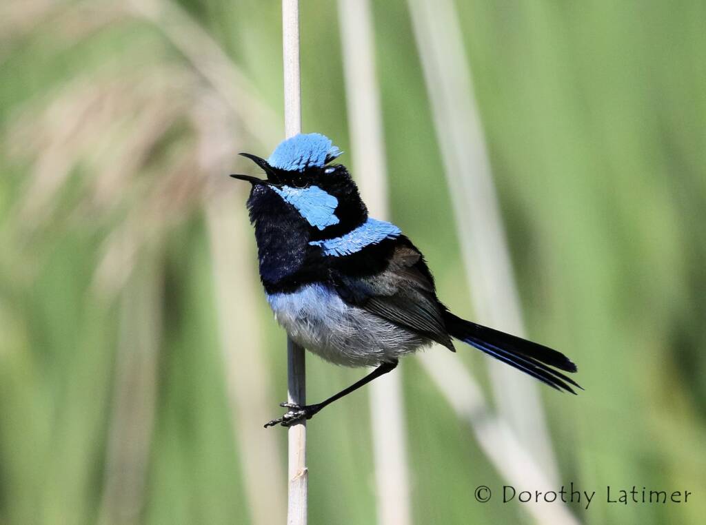 Superb Fairy-wren (Malurus cyaneus) © Dorothy Latimer