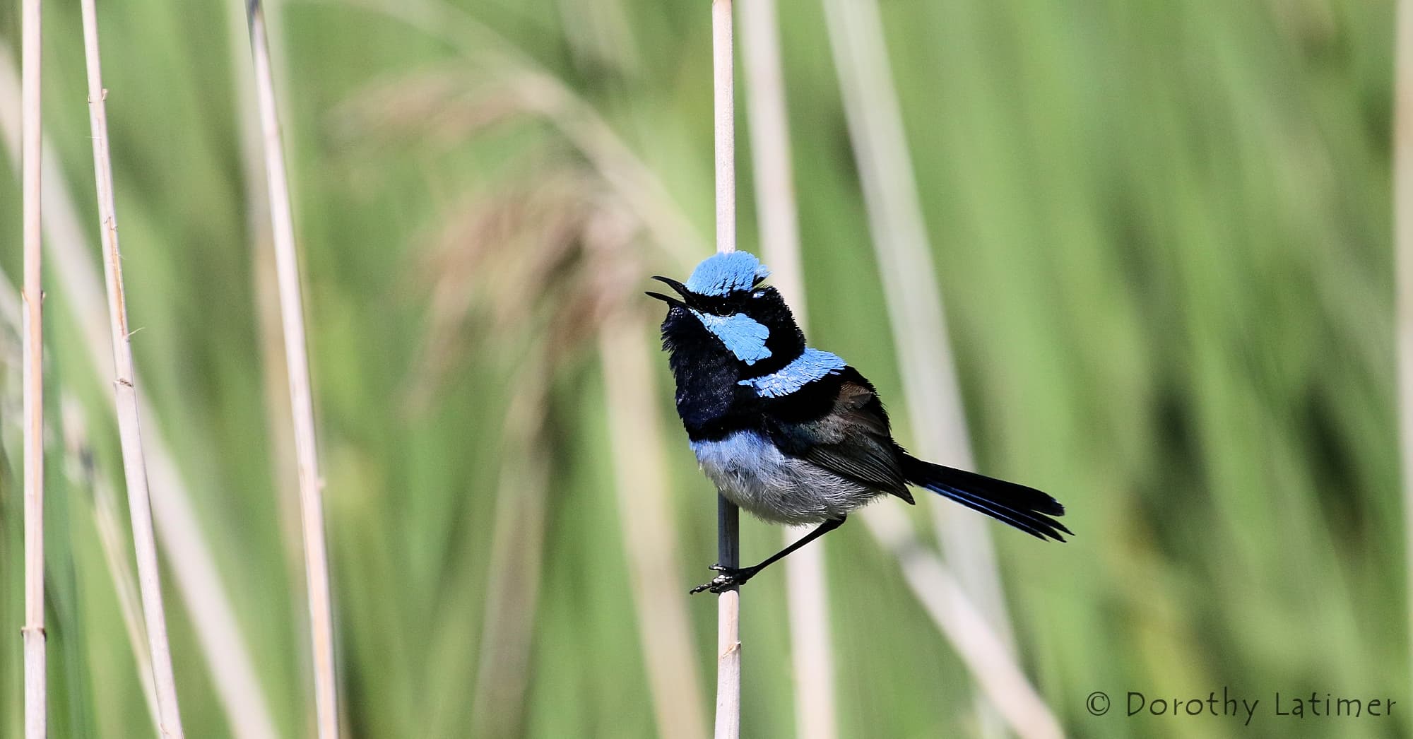 Superb Fairy-wren (Malurus cyaneus) © Dorothy Latimer