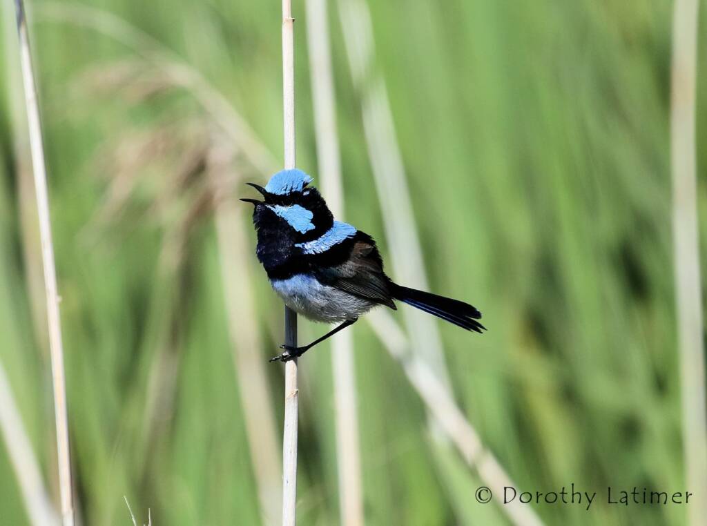 Superb Fairy-wren (Malurus cyaneus) © Dorothy Latimer