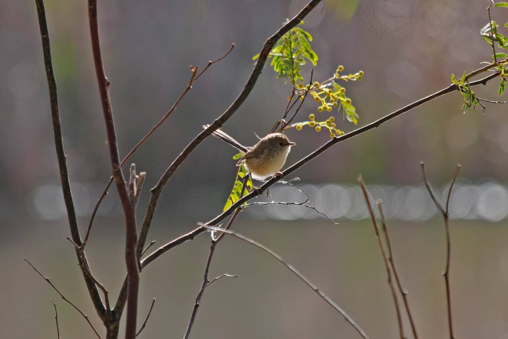 Female Superb Fairy-wren (Malurus cyaneus) © Marc Newman