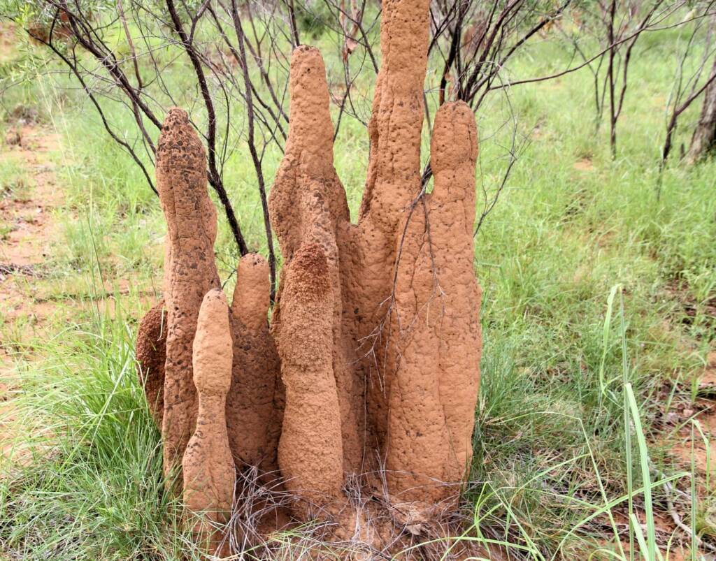 Termite Mound, Buchanan Highway © Jenny Purdie