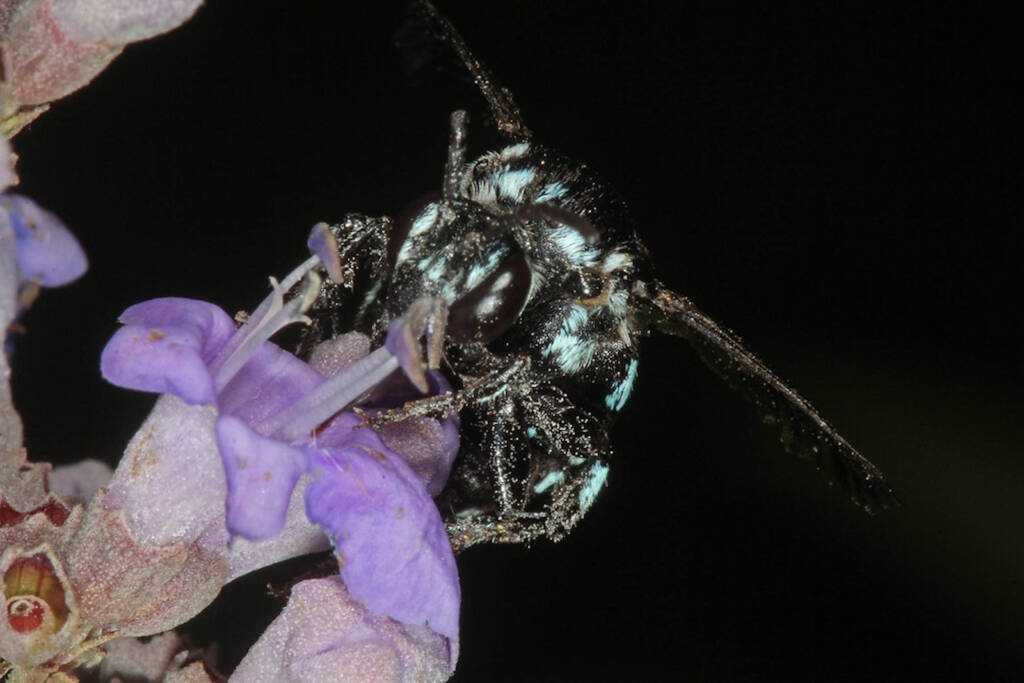 Thyreus caeruleopunctatus, Severnlea QLD © Marc Newman