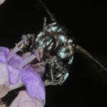 Thyreus caeruleopunctatus, Severnlea QLD © Marc Newman