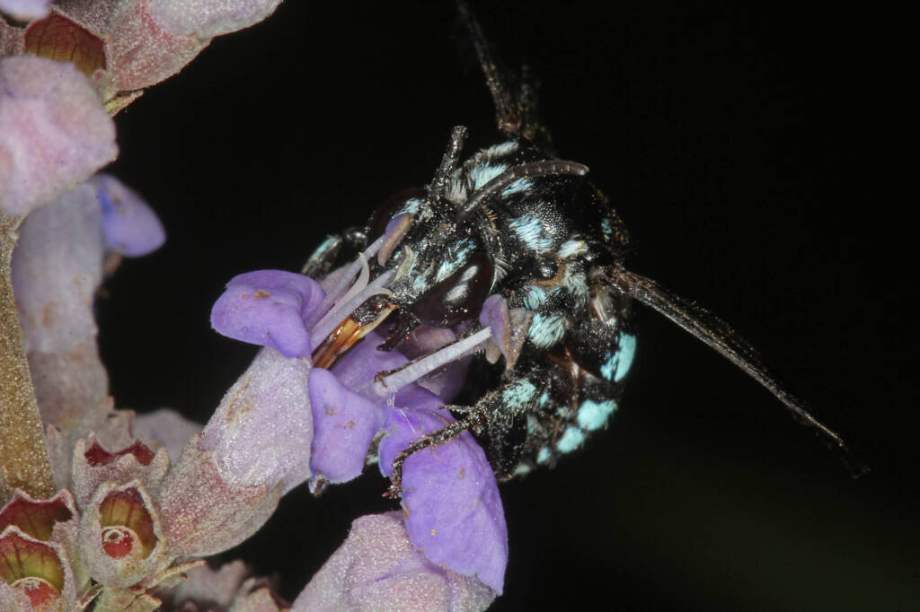 Thyreus caeruleopunctatus, Severnlea QLD © Marc Newman