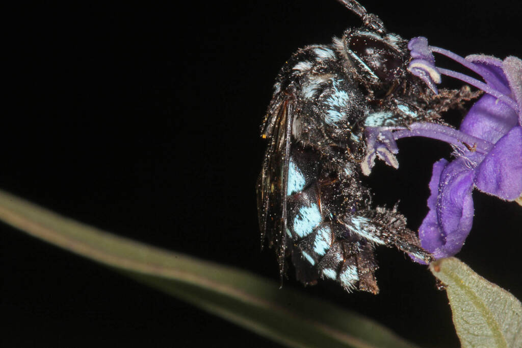 Thyreus caeruleopunctatus, Severnlea QLD © Marc Newman