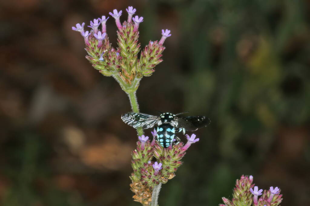 Thyreus caeruleopunctatus, Ballandean QLD © Marc Newman
