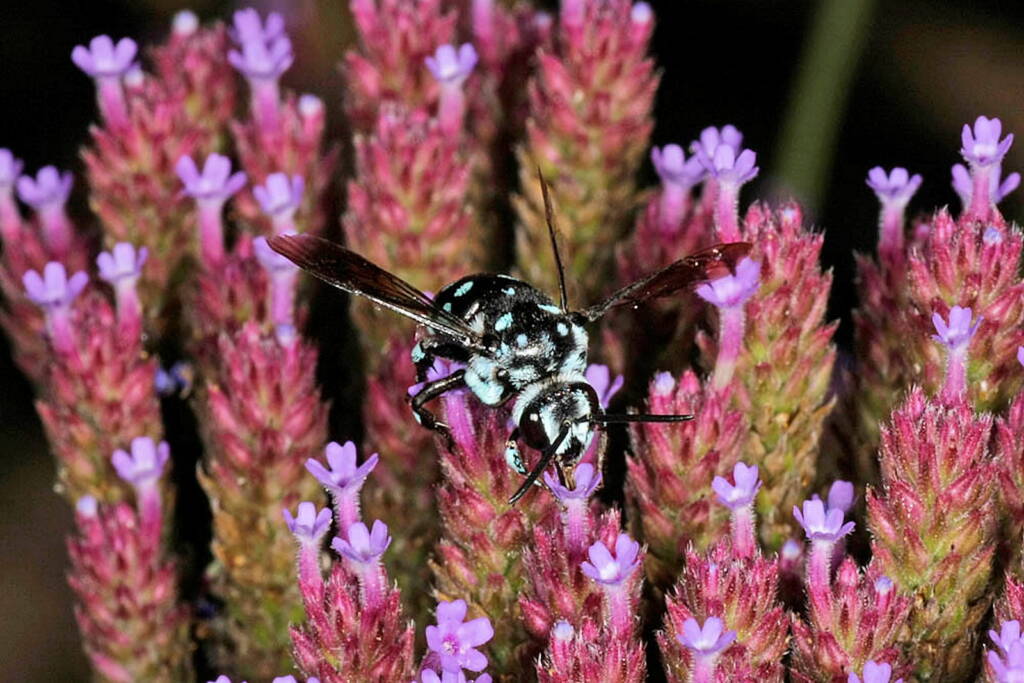 Thyreus caeruleopunctatus (Chequered Cuckoo Bee) © Marc Newman