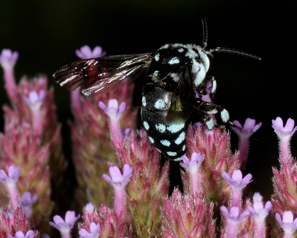 Thyreus caeruleopunctatus (Chequered Cuckoo Bee) © Marc Newman
