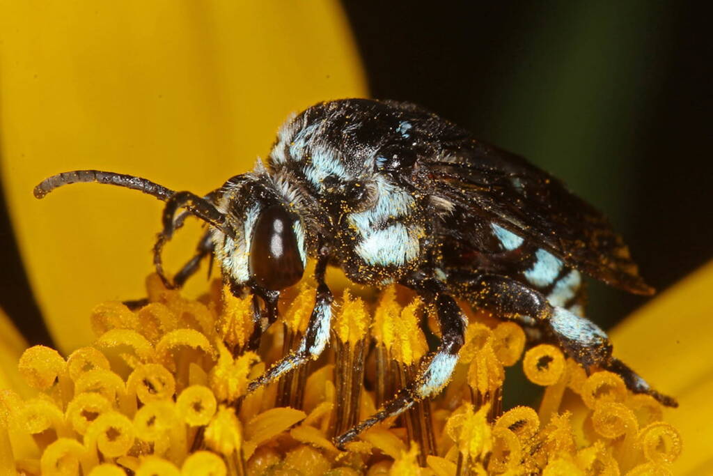Thyreus caeruleopunctatus on Jerusalem Artichoke © Marc Newman