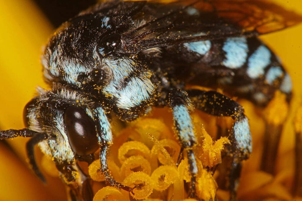 Thyreus caeruleopunctatus on Jerusalem Artichoke © Marc Newman