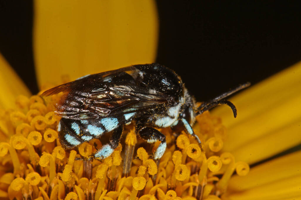 Thyreus caeruleopunctatus on Jerusalem Artichoke © Marc Newman