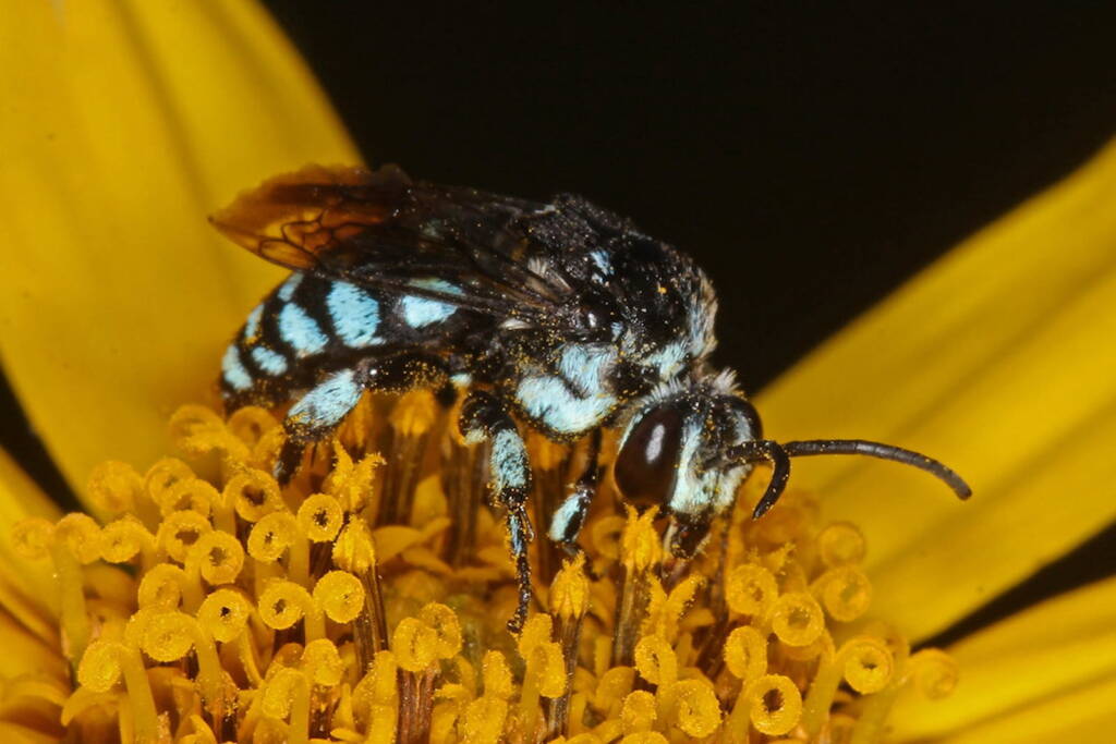 Thyreus caeruleopunctatus on Jerusalem Artichoke © Marc Newman