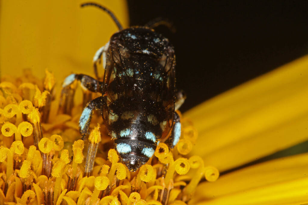 Thyreus caeruleopunctatus on Jerusalem Artichoke © Marc Newman