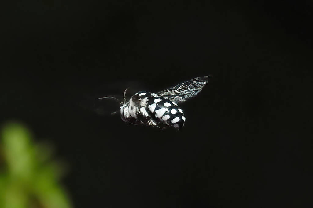 Waroona Cuckoo Bee (Thyreus waroonensis), Midwest WA © Gary Taylor