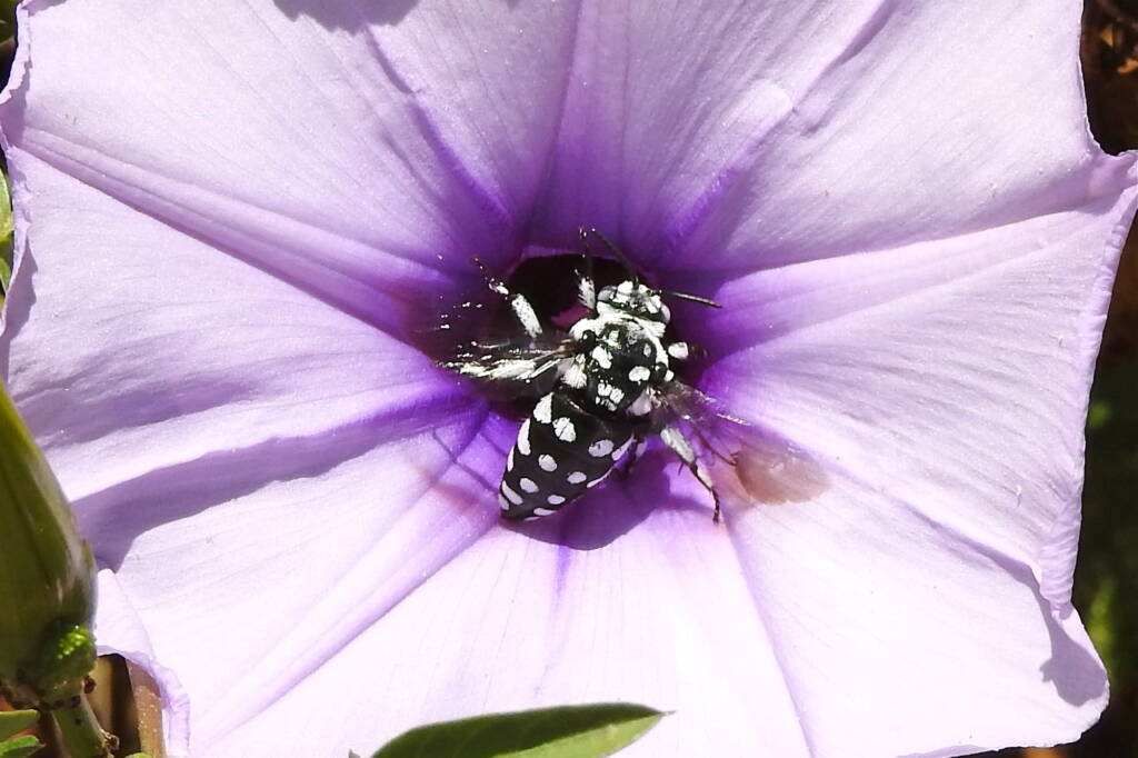 Thyreus waroonensis, Midwest WA © Gary Taylor