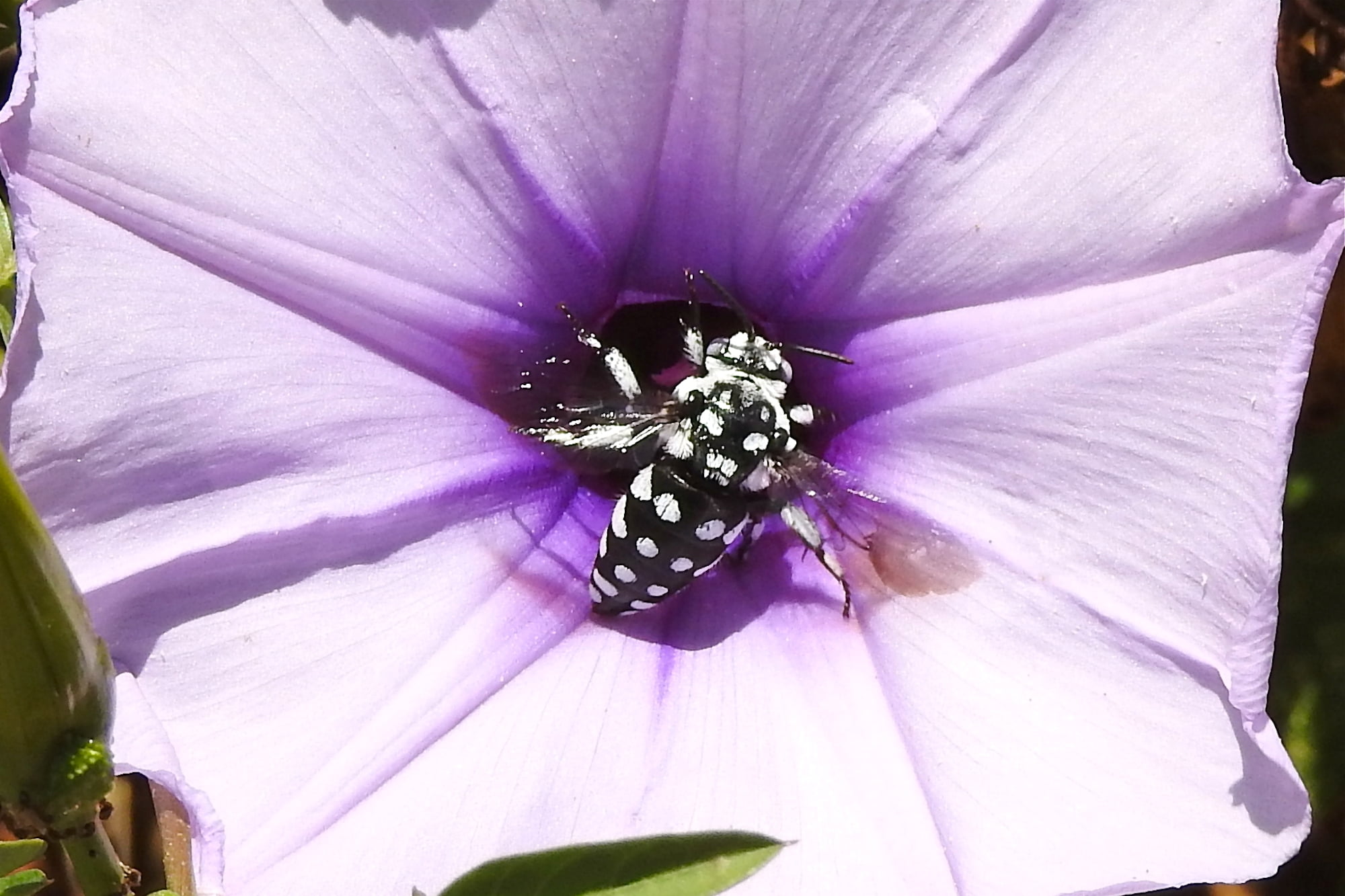 The bee most likely to fall out of bed…
