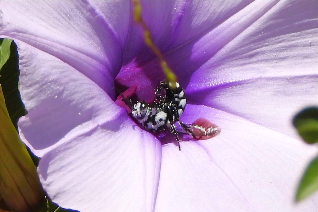 Thyreus waroonensis, Midwest WA © Gary Taylor