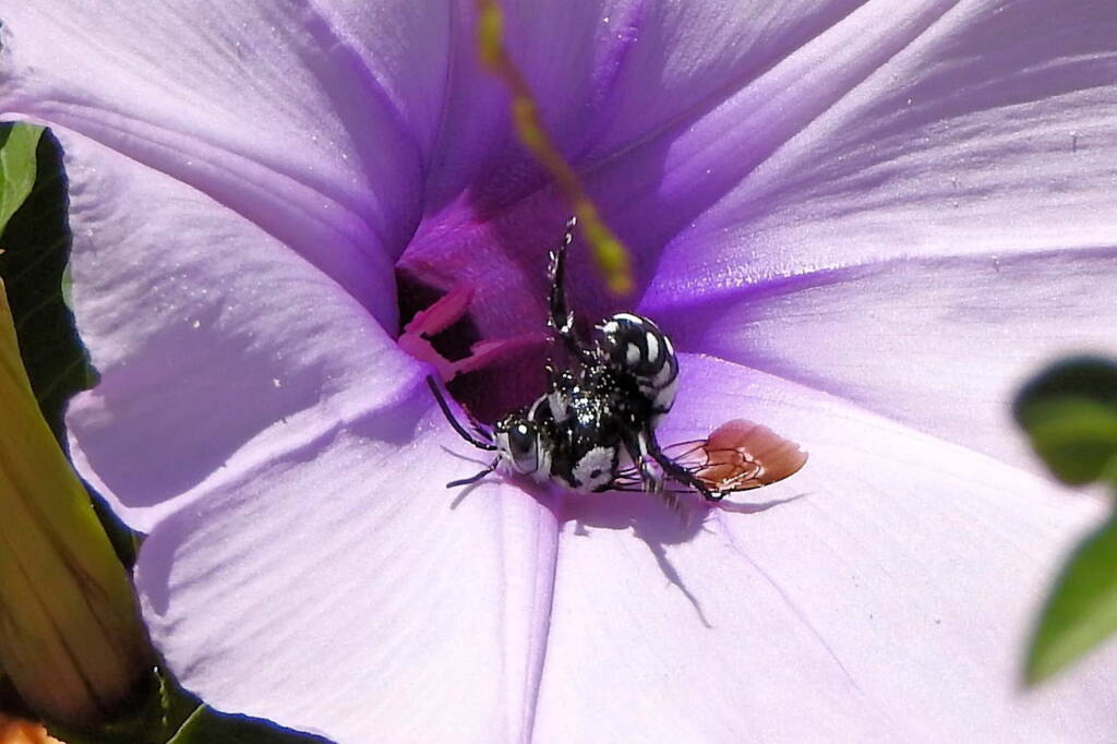Thyreus waroonensis, Midwest WA © Gary Taylor