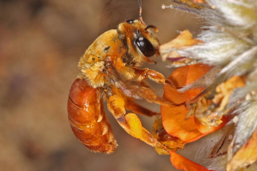 Trichocolletes (Callocolletes) pulcherrimus on Urodon dasyphylla, Coolgardie, WA © Marc Newman