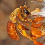 Trichocolletes (Callocolletes) pulcherrimus on Urodon dasyphylla, Coolgardie, WA © Marc Newman